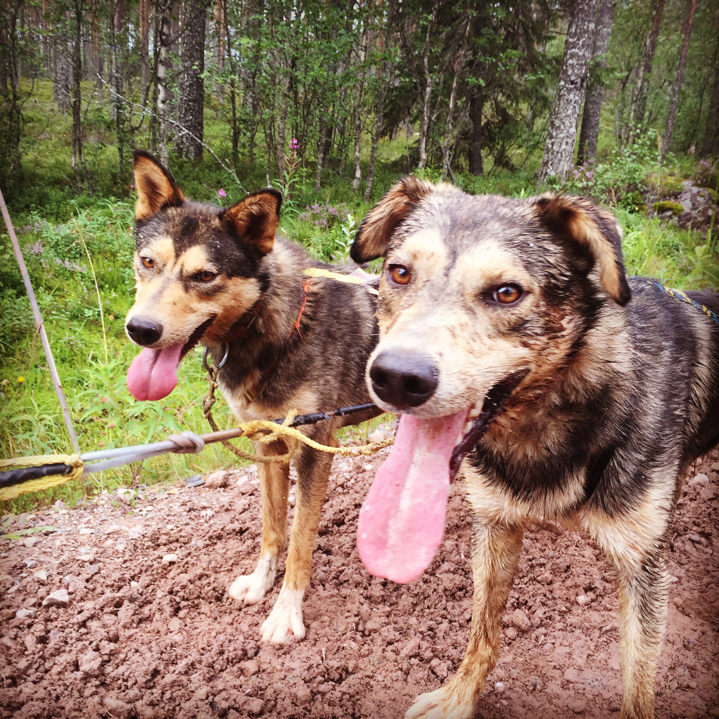 Alaskan Husky