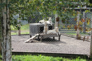 Peakpoints Sleddogs