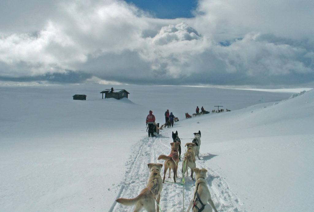 Hundspann, Dog sled in the wild activitie Sälen