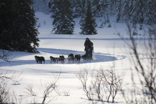 Sleddog races